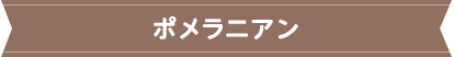 ポメラニアン